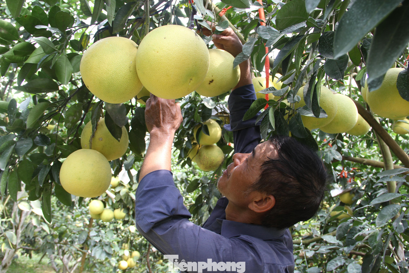 Bưởi Phúc Trạch hiện bán tại vườn giá 25-35 ngàn đồng/quả. Cũng có những loại đặc biệt như trồng lâu năm, giá lên đến 80 ngàn đồng/quả.