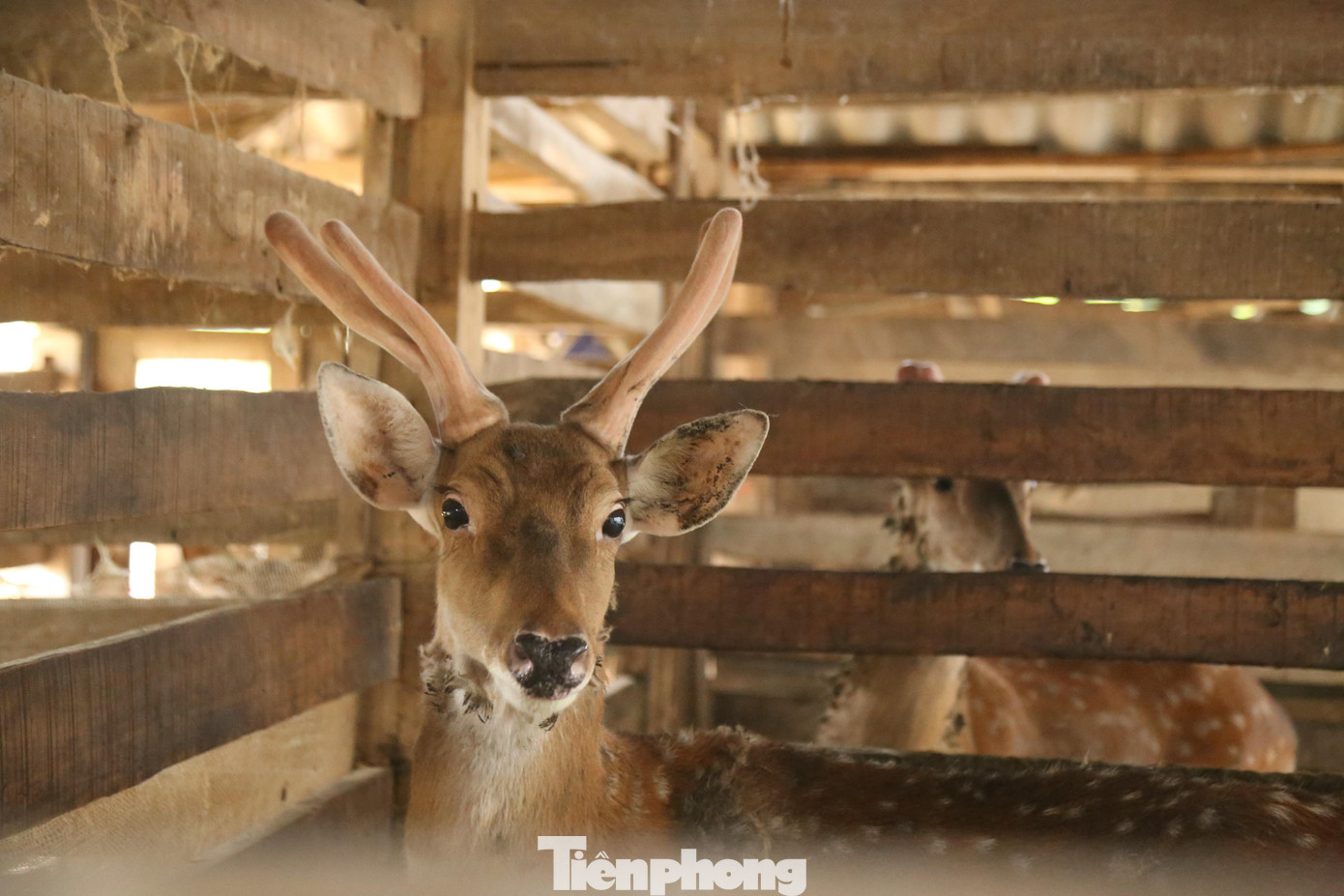 Nuôi hươu không quá khó, chỉ cần một ít diện tích đủ khoảng sân cho hươu đi lại, chạy nhảy. Điều quan trọng ảnh hưởng đến cân nặng, độ to của nhung là ở giống hươu và cách chăm sóc.