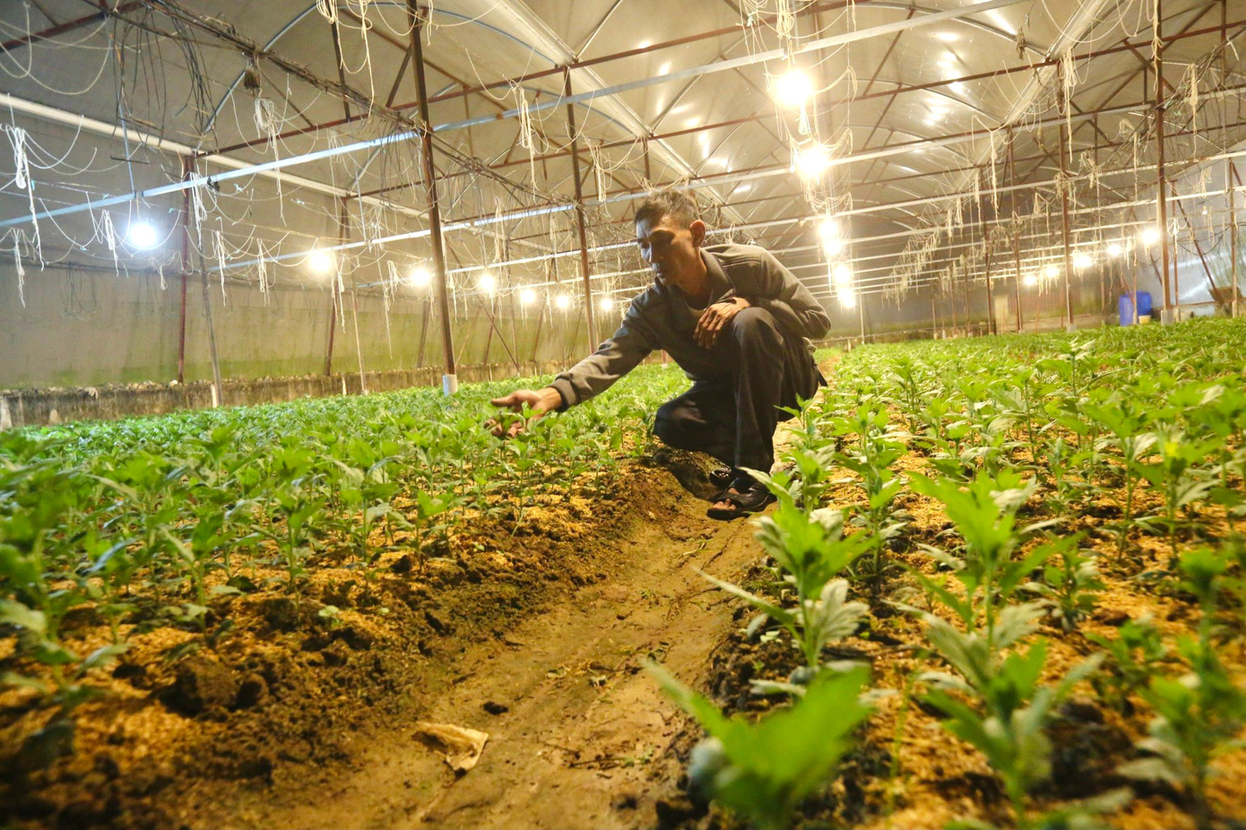 Hoa cúc được người dân trồng từ giữa tháng 9 Âm lịch và dự kiến sẽ thu hoạch vào dịp Tết Nguyên đán. Các năm trước, bình quân giá hoa cúc dịp Tết khoảng 3.000 - 3.500 đồng/cây.