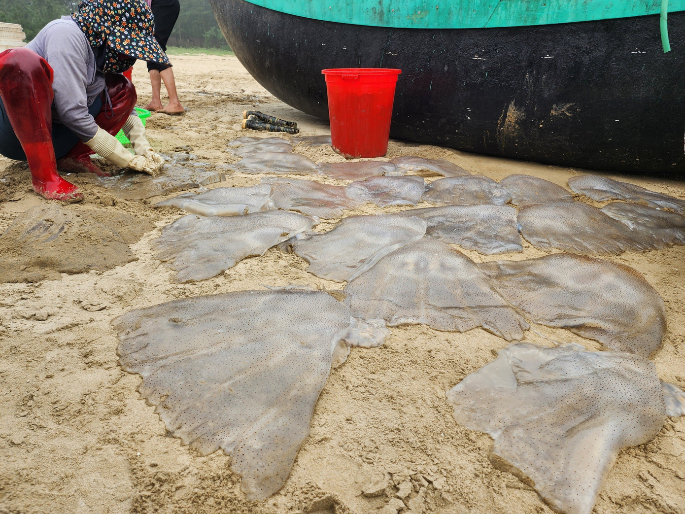 Sứa biển tươi được thu mua xử lý, rửa sạch, đánh, sơ chế ban đầu tại bờ biển.