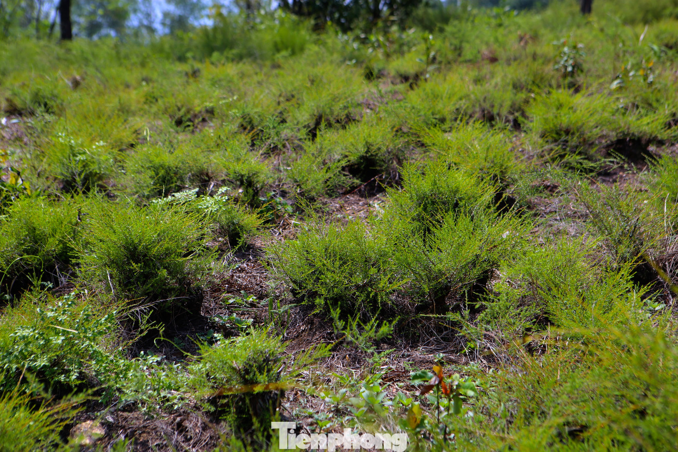 Trện sau khi thu hoạch cuốn chiếu sẽ được dọn cỏ tận gốc chờ phát triển tốt mới cắt lứa tiếp theo.