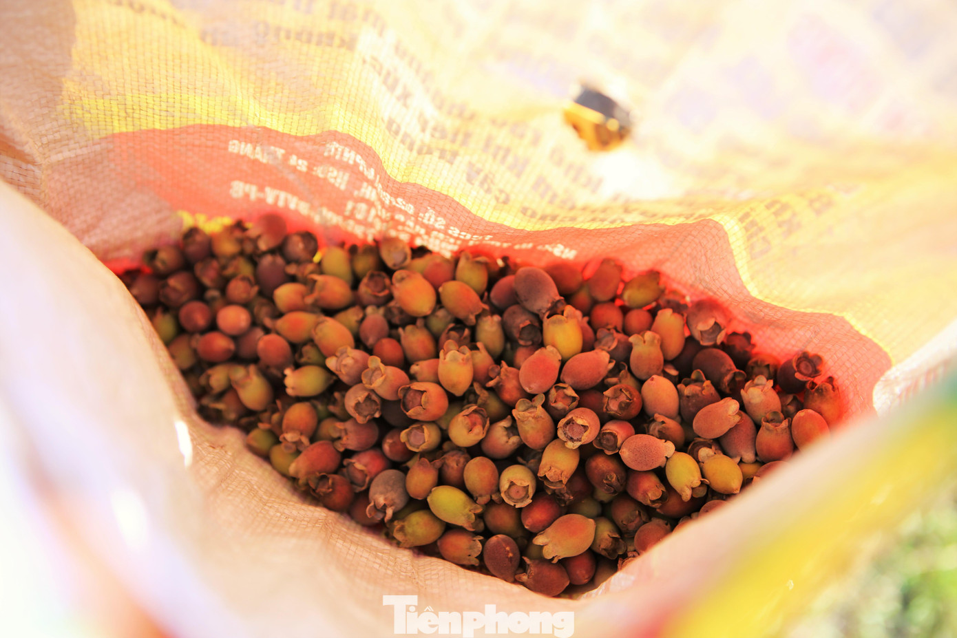 Những quả sim chín được người dân hái về để ngâm rượu, hoặc phơi khô sắc uống.