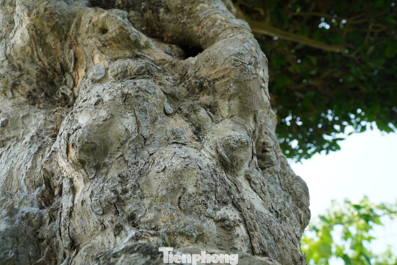 Lá duối xanh, còn thân cây xù xì tạo nên điểm nhấn rất ấn tượng cho làng quê Hà Tĩnh.