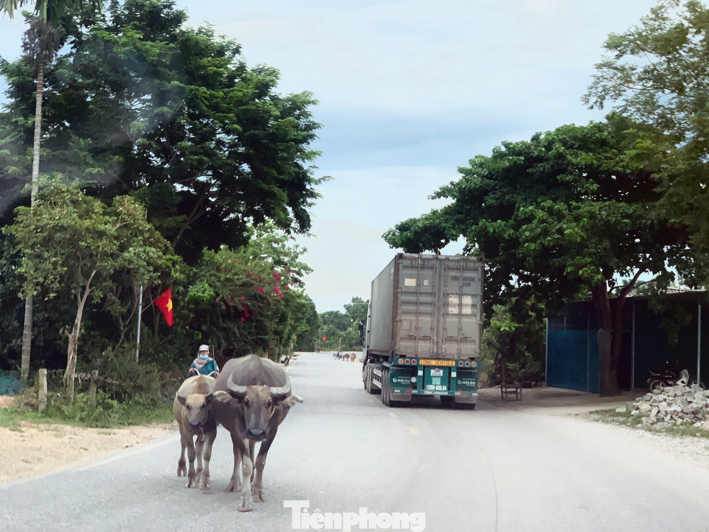 Theo như người dân đây là thời điểm các cánh đồng đang bỏ hoang để chuẩn bị cho vụ Đông Xuân nên nhiều người thả trâu, bò ra cho ăn. Vì không thể giám sát thường xuyên nên đàn bò tự ý lên đường.