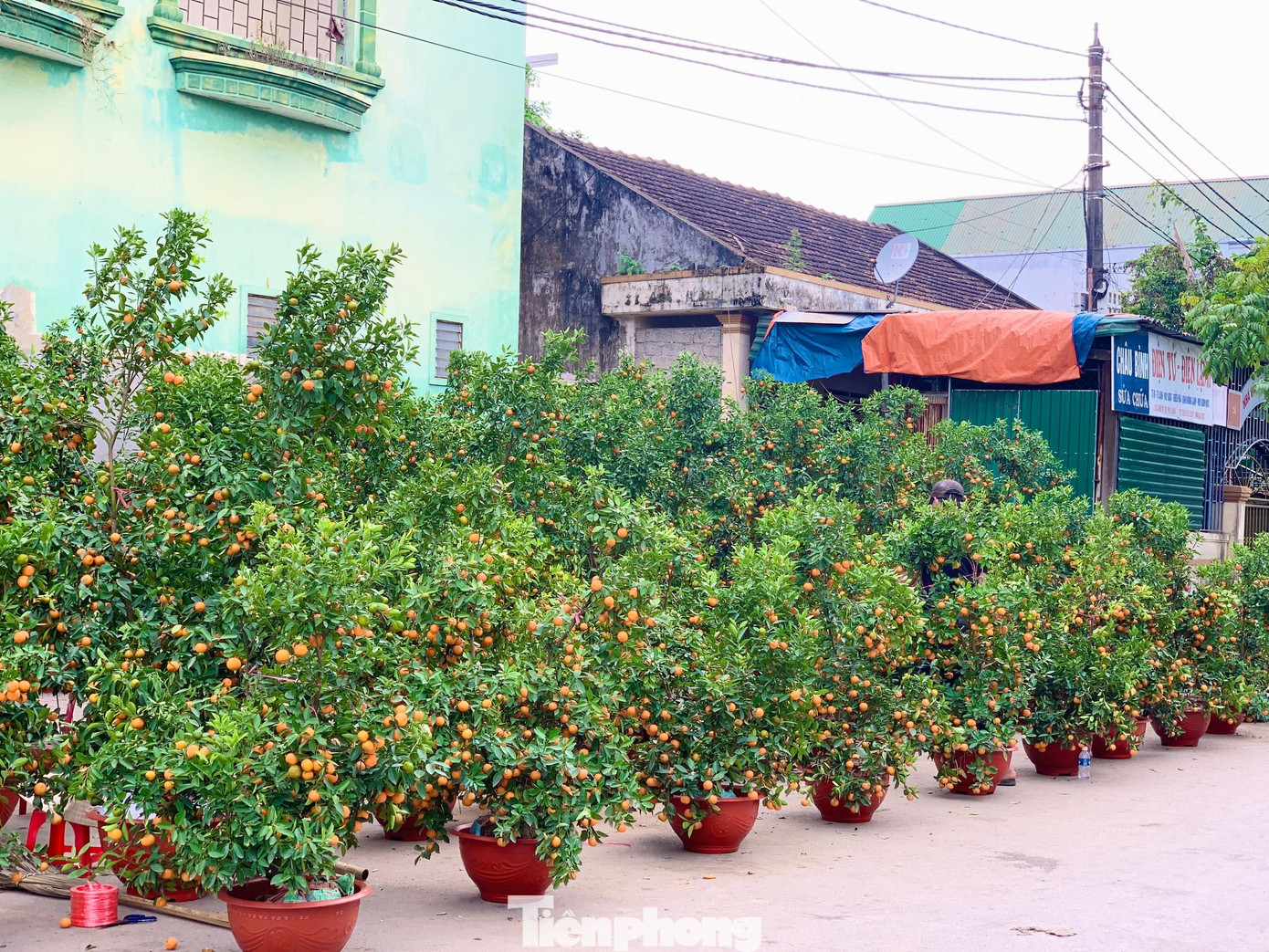 Còn tại huyện Hương Sơn, dọc các con đường ở thị trấn Phố Châu cũng được bày bán các loại đào, quất, mai… Thế nhưng sát ngày Tết không khí tại “phố núi” này vẫn trầm lặng, hàng hoa “ế ẩm”.