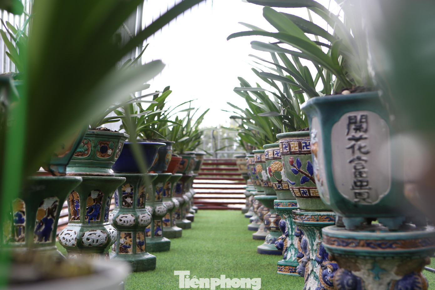 Anh Long cho biết, do nhu cầu khách hàng nên đầu tư trồng lan kiếm nhiều hơn. Hiện tại vườn lan của anh Long có trên 100 chậu lan kiếm, được chăm sóc rất bài bản. Chủ yếu giống lan được mua từ rừng tự nhiên, qua bàn tay chăm sóc có kỹ thuật đến nay phát triển rất tốt. Theo anh Long, muốn hoa lan phát triển tốt, cần chú trọng khâu kỹ thuật và quy trình chăm sóc. Ngoài 3 yếu tố cơ bản là độ ẩm, ánh sáng, độ thông thoáng, một yếu tố quan trọng không kém đó chính là tình yêu đối với hoa lan.