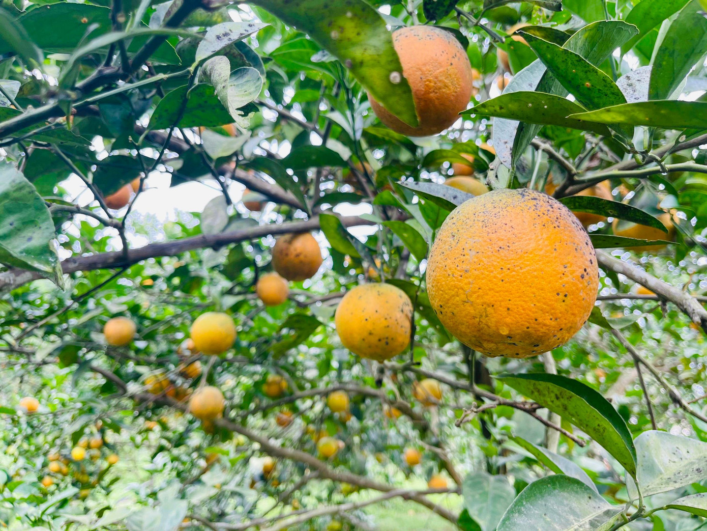 Cam ở vùng đất Thượng Lộc chủ yếu hai loại cam giòn và cam chanh, được trồng nhiều tại các thôn Anh Hùng, Thanh Mỹ, Nam Phong, Tây Phong... Cam ở vùng đất Thượng Lộc chủ yếu hai loại cam giòn và cam chanh, được trồng nhiều tại các thôn Anh Hùng, Thanh Mỹ, Nam Phong, Tây Phong...