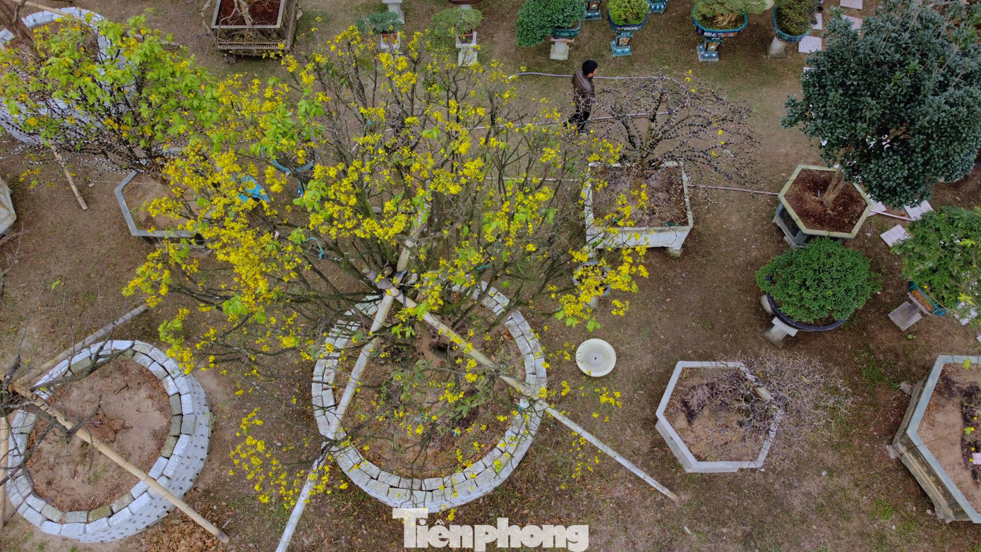 Theo chủ vườn, gốc mai này được mua tại vườn của nhà dân, chưa từng qua chỉnh sửa hay tạo thế. Cây mai vẫn giữ được nét tự nhiên. Trong ảnh gốc mai phân tán rộng nhìn từ trên cao.