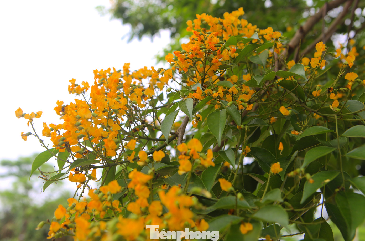 Lá của cây giáng hương có màu xanh, thuôn dài. Vốn là loại cây mới được trồng, nhưng giáng hương đã trở thành một nét đẹp không thể bỏ qua với mỗi người dân Hà Tĩnh.