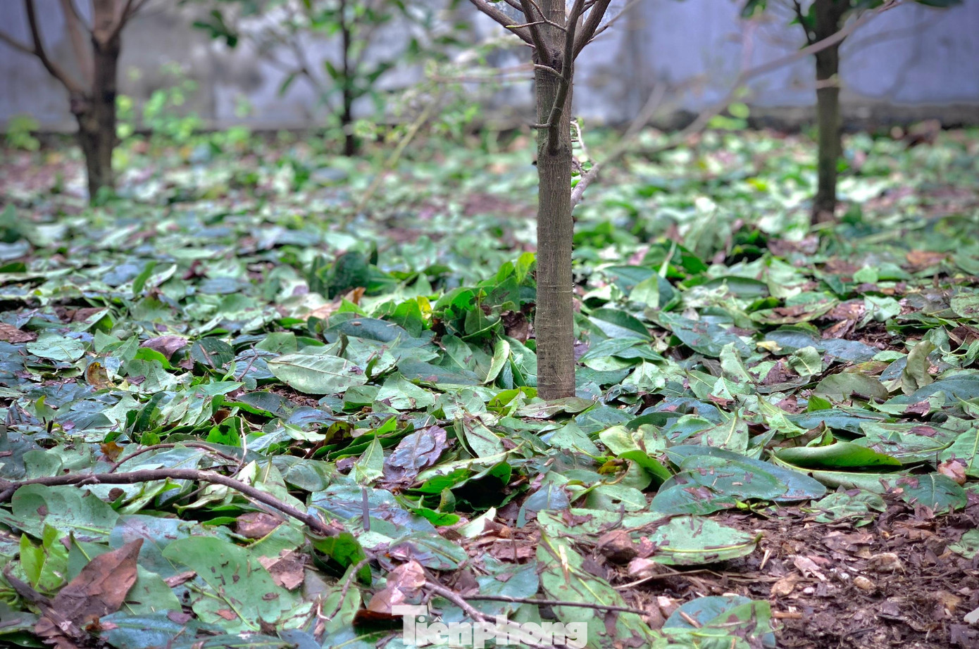 Một số gốc người dân đang tuốt lá để hoa nở đúng dịp Tết.