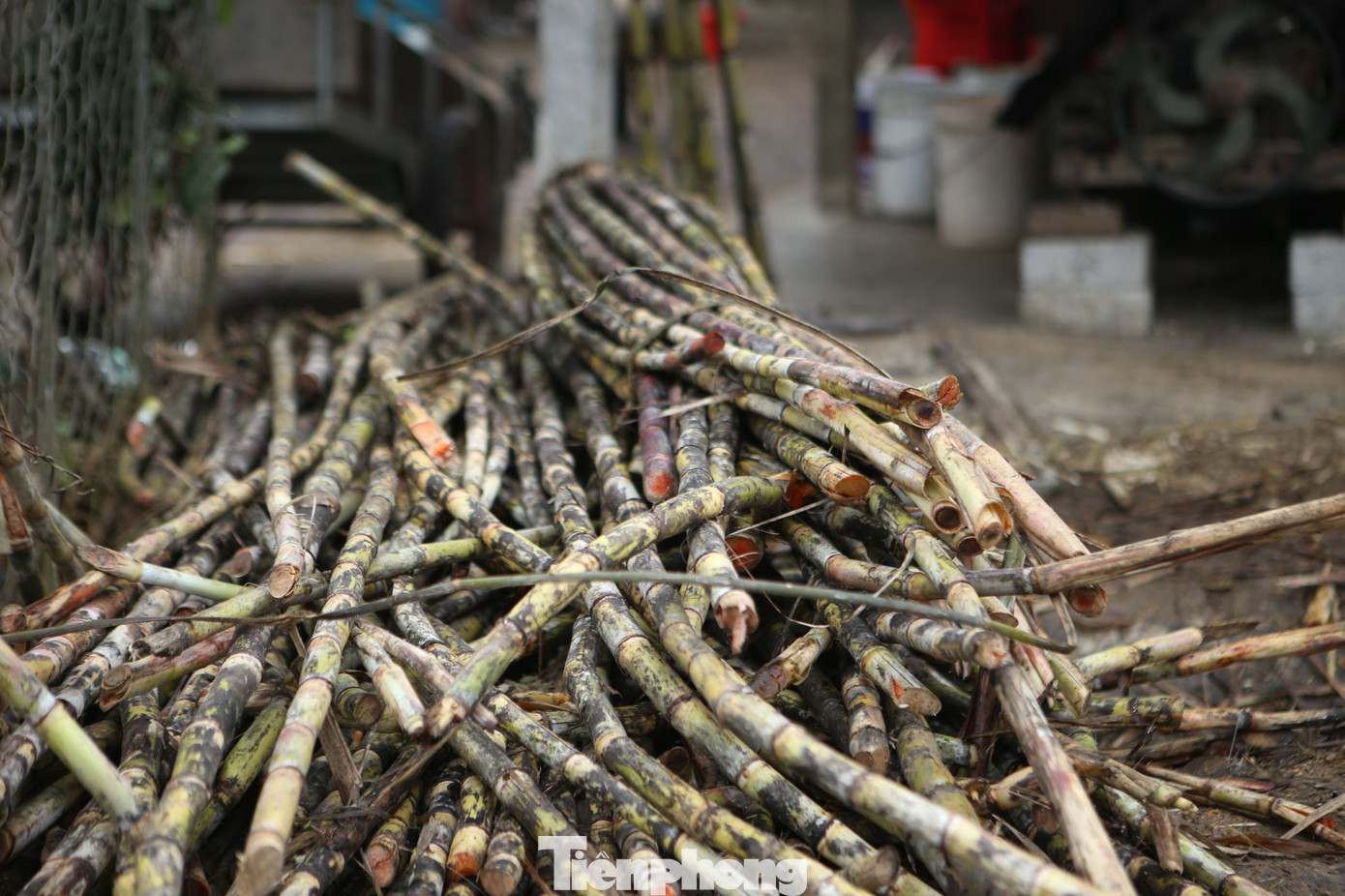 Mía được chặt từ ruộng về chuẩn bị sơ chế sạch để đem vào ép nước.