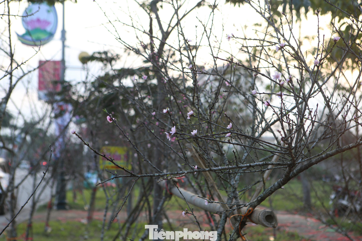 Đào hiện đang có mức giá khá rẻ từ khoảng 400 ngàn đồng - 1 triệu đồng/cây. Những cây tán to, nhiều năm tuổi thì giá cũng giảm hơn so với năm ngoái từ 200 - 300.000 đồng/cây.