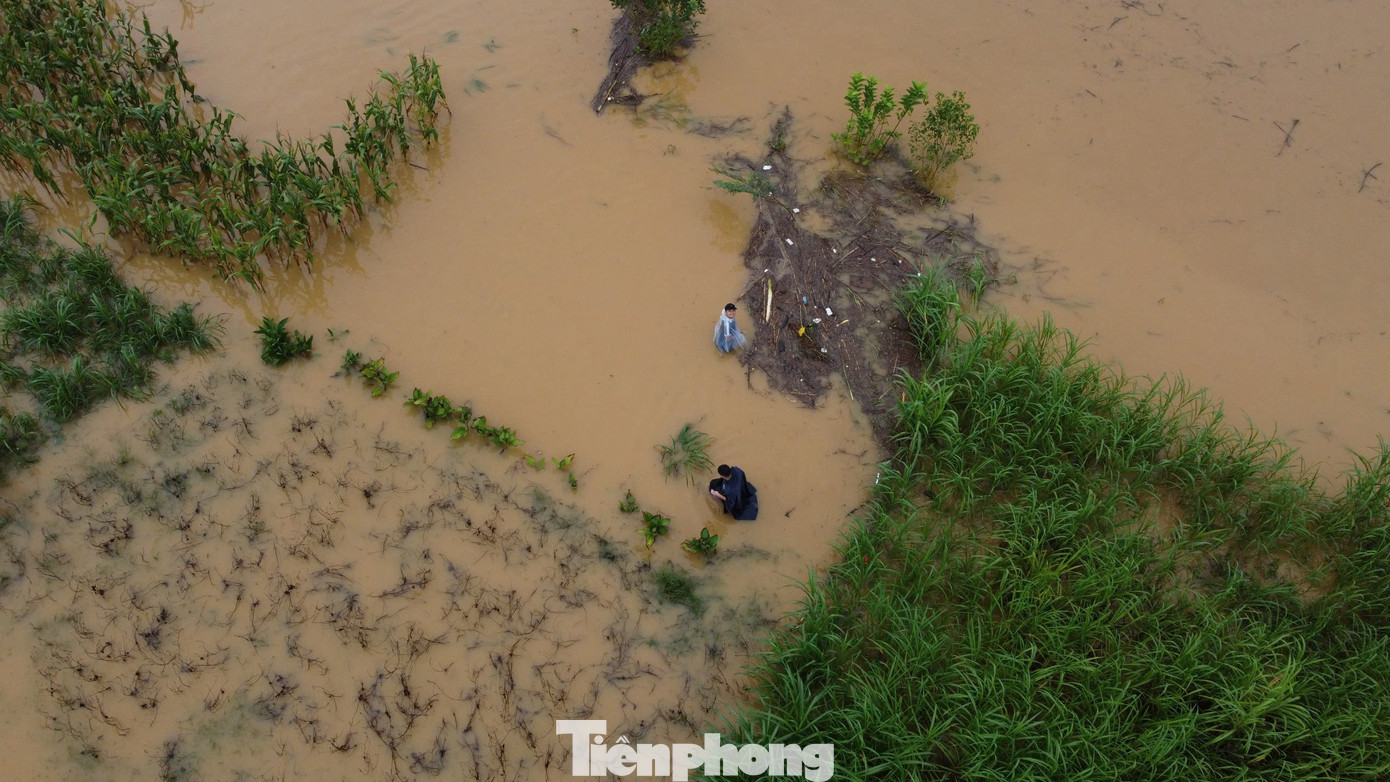Nhiều người cũng mạo hiểm ra khu vực nước sâu, nơi dòng nước lũ đang chảy xiết để bắt dế.