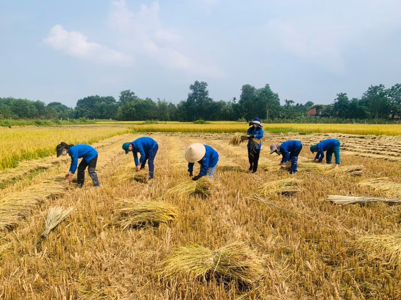 Trong ảnh lực lượng đoàn viên thanh niên huyện Hương Khê thu hoạch lúa giúp dân. Công việc nặng nhọc nhưng không làm khó được những thanh niên năng nổ, nhiệt huyết.