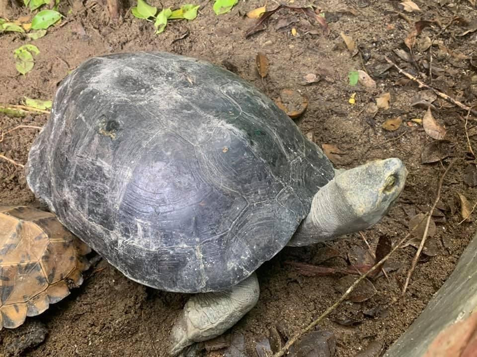 Con rùa răng quý hiếm được người dân giao nộp cho lực lượng chức năng. Con rùa răng quý hiếm được người dân giao nộp cho lực lượng chức năng.