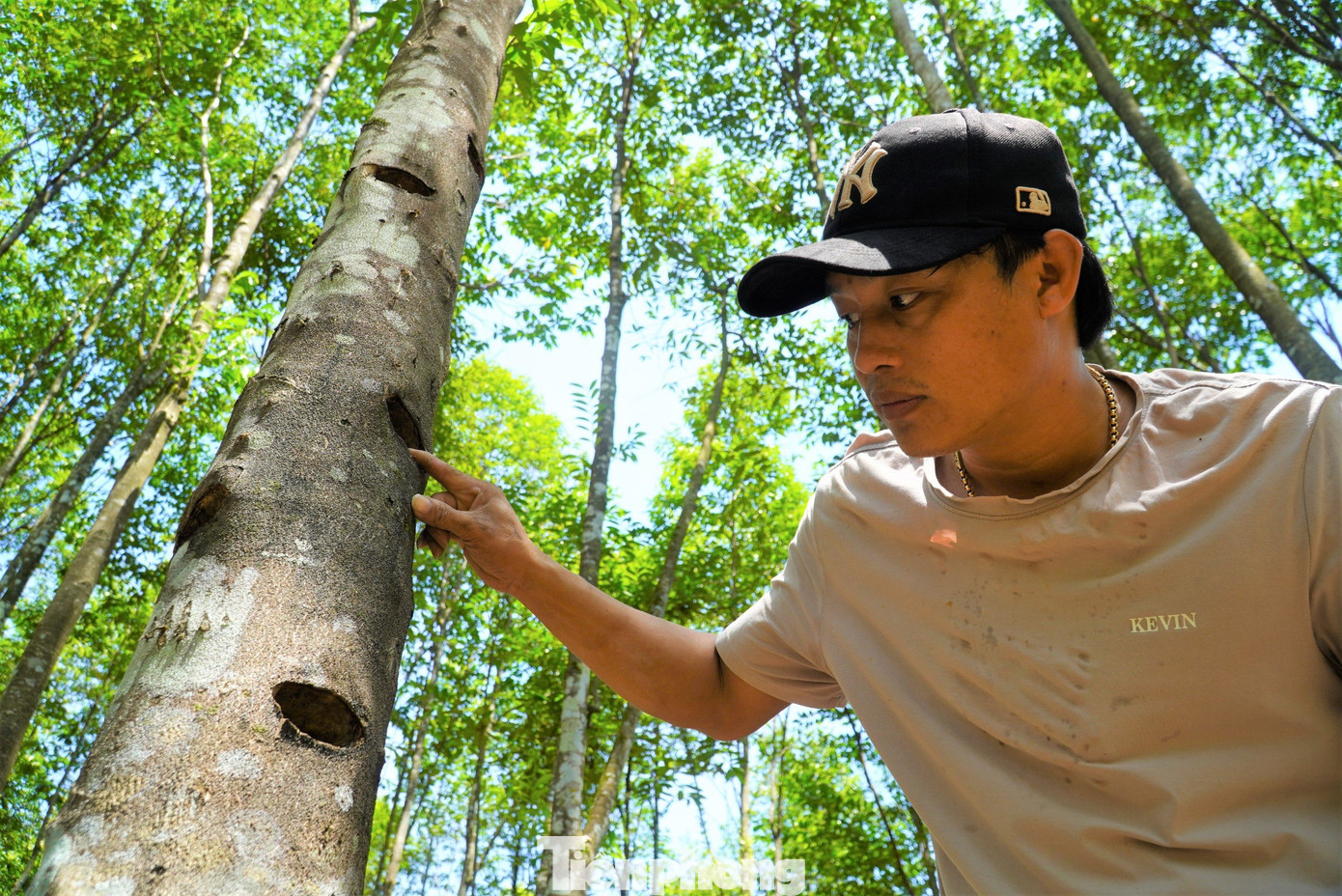 Trồng cây dó trầm giúp người dân huyện miền núi Hương Khê thoát nghèo, vươn lên làm giàu.