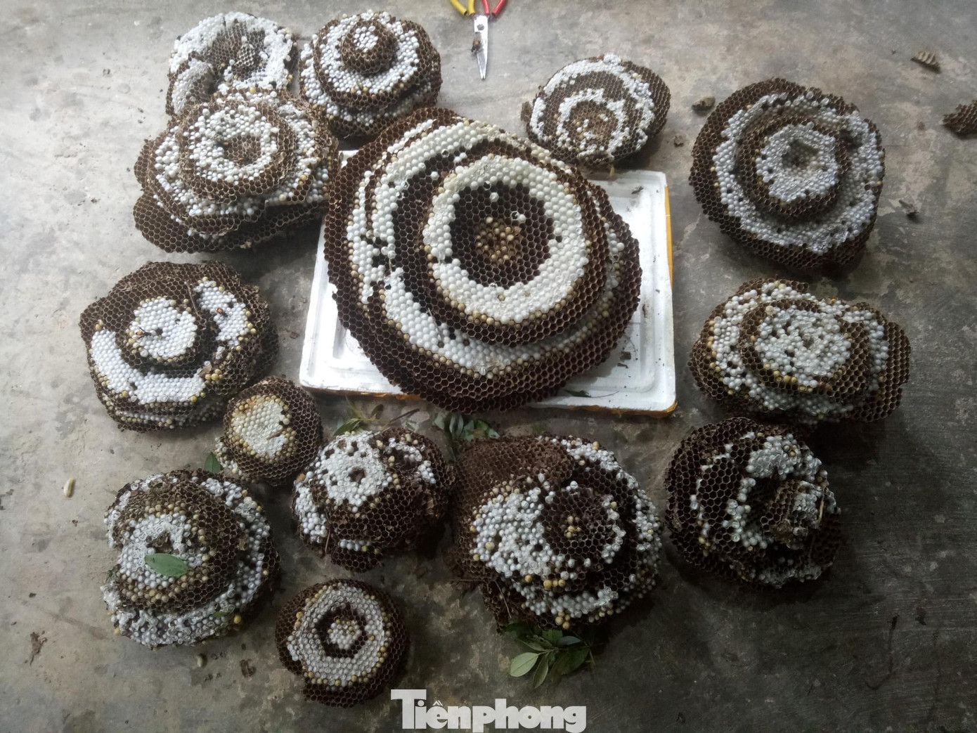 Những ngày này, hầu như mỗi ngày anh Dũng đều vào rừng lấy được từ 10-15 tổ ong. Những ngày này, hầu như mỗi ngày anh Dũng đều vào rừng lấy được từ 10-15 tổ ong.