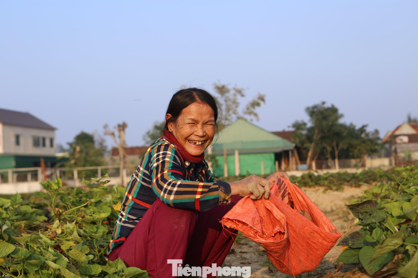 Người dân vui mừng vì năm nay khoai được mùa được giá.