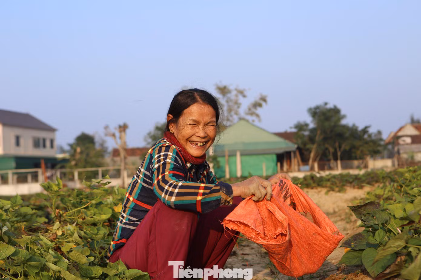 Người dân vui mừng vì năm nay khoai được mùa được giá.