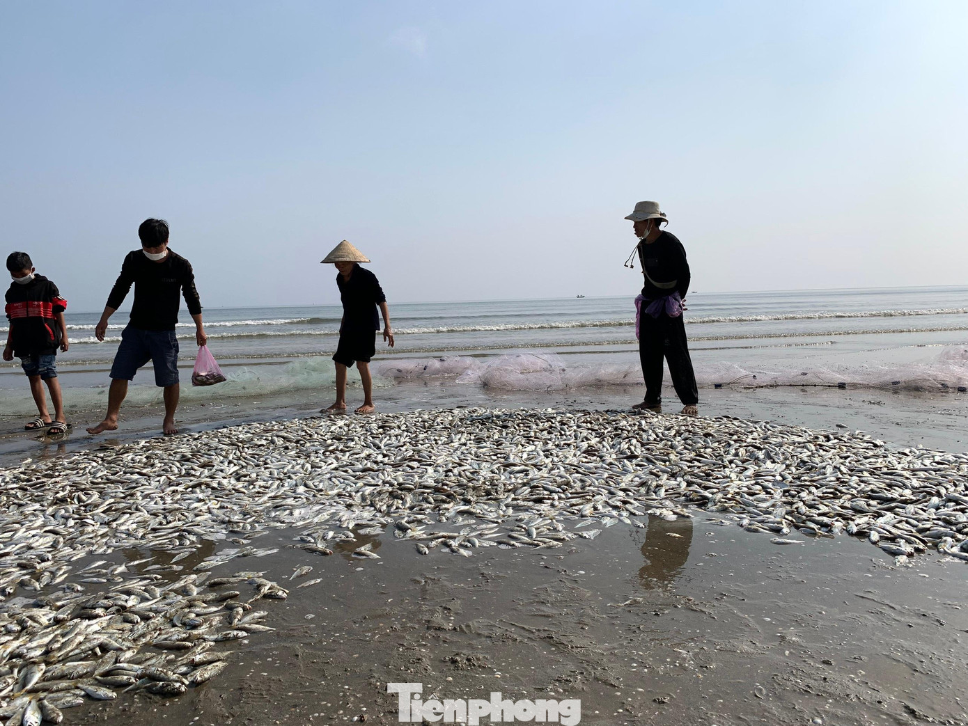 Từng lớp cá dày đặc được gỡ từ tấm lưới kéo ngoài biển vào. Đợt này chủ yếu người Nghệ An, Thanh Hoá vào thu mua cá và dùng xe đông lạnh để vận chuyển đi tiêu thụ. Sau khi cá được đưa lên bờ, ngư dân sẽ phân loại để chờ thương lái tới đóng thùng đưa đi tiêu thụ. Để kéo được mẻ lưới vào bờ phải mất 2h đồng hồ.