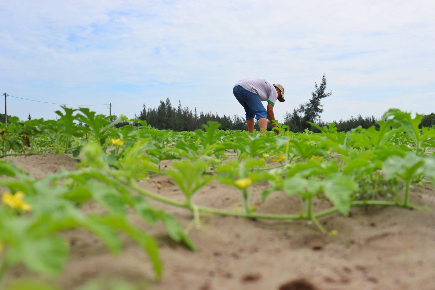 Vựa rau củ nổi tiếng ở Hà Tĩnh từng là khu vực bị hoang hoá nghiêm trọng. Vựa rau củ nổi tiếng ở Hà Tĩnh từng là khu vực bị hoang hoá nghiêm trọng.