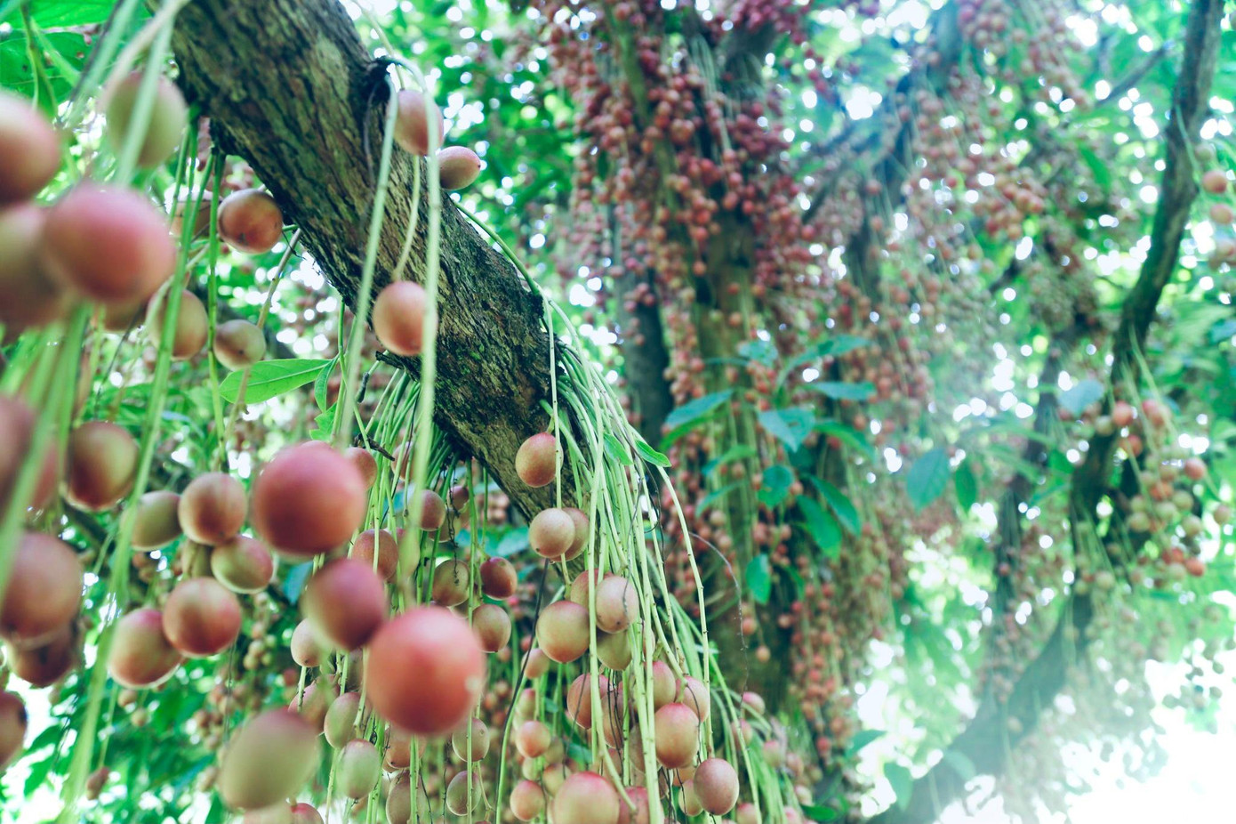 Dâu da đất thường chín rộ vào khoảng tháng 6 kéo dài tới tháng 7, tháng 8 dương lịch... tầm giữa tháng 5 đã bắt đầu có quả chín bói.