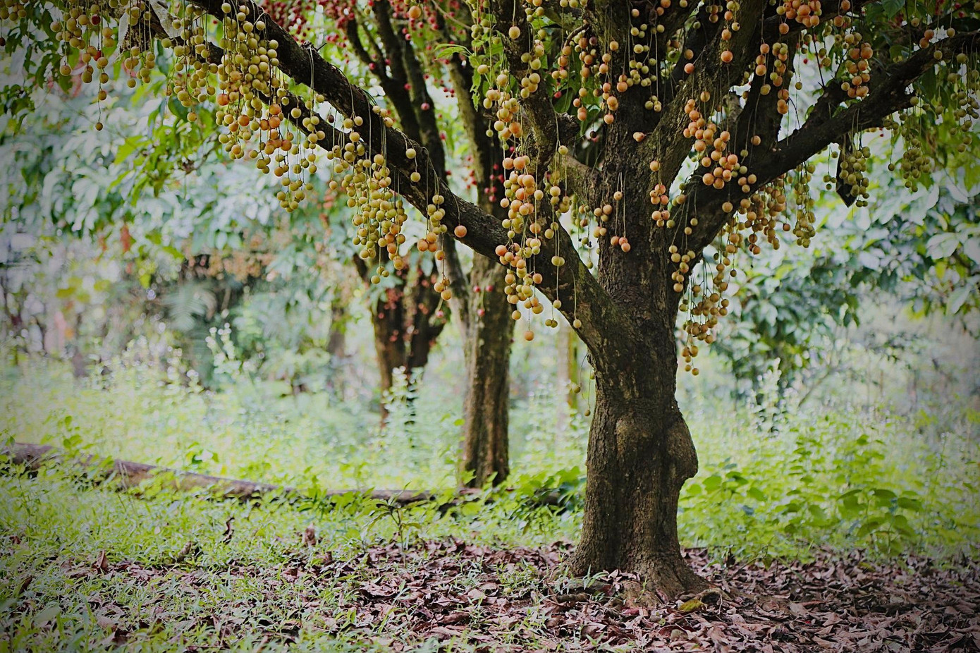 Mỗi gốc trung bình từ 1,5-2 tạ quả. Giá bán hiện tại từ 25- 30 ngàn đồng/kg, được tiểu thương vào tận vườn săn đón, thu mua.