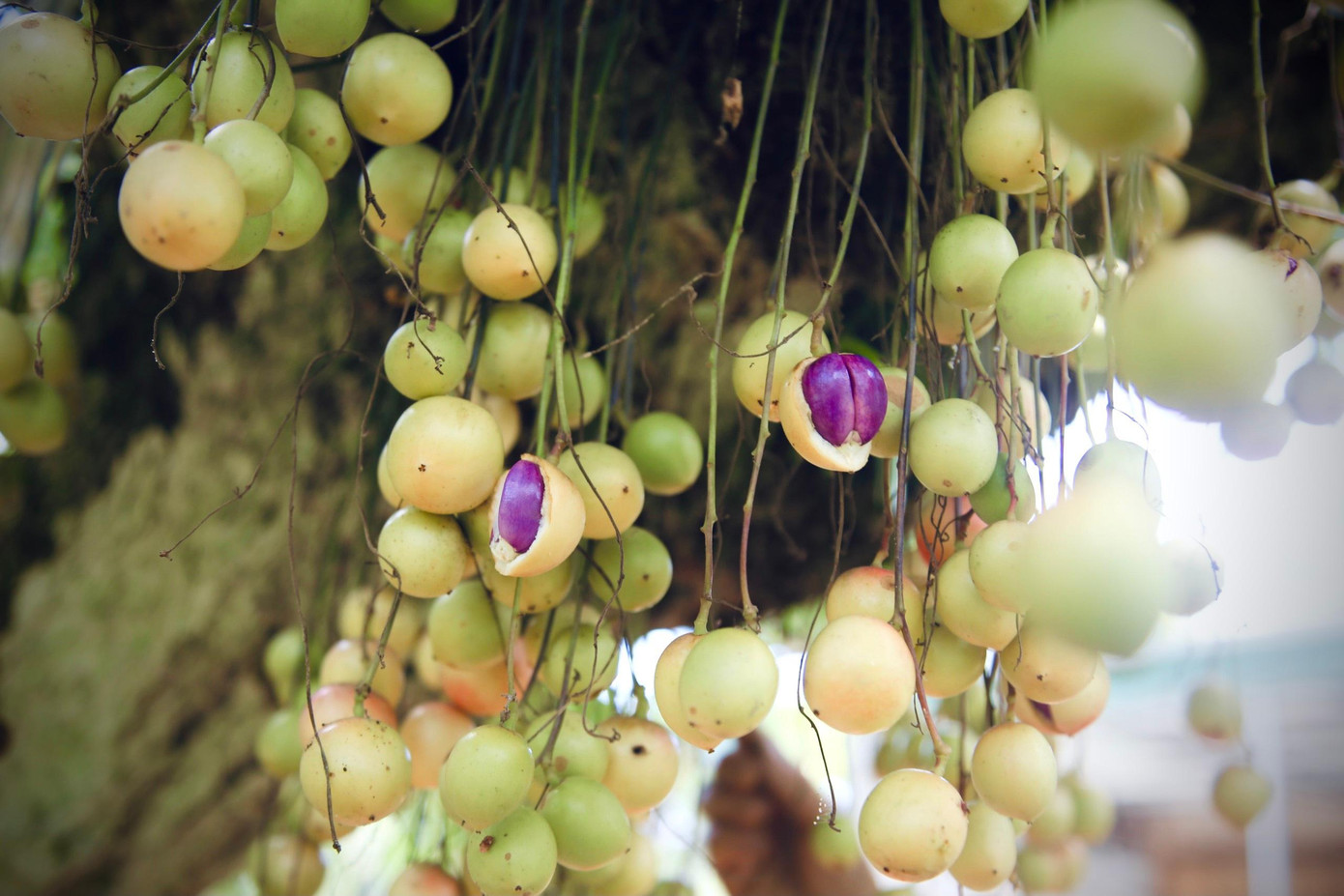 Qủa dâu da còn non có màu đỏ đậm hoặc xanh đậm nhưng khi chín, vỏ đều ngả dần sang màu trắng ngà, vàng mơ và có vị ngọt lẫn chua thanh.