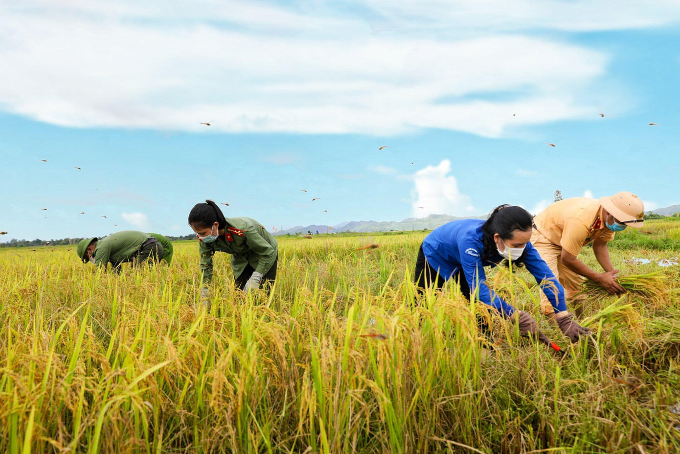 Tại huyện Hương Sơn, sáng nay (10/9), đoàn viên thanh niên, đoàn công an huyện Hương Sơn, quân sự, cùng hội phụ nữ…tham gia hỗ trợ người dân thu hoạch vụ lúa Hè thu tại các vùng nguy cơ ngập lụt cao như xã Kim Hoa, Sơn Ninh, Sơn Bình, Sơn Trung, Sơn Giang để tránh ảnh hưởng của cơn bão số 5.