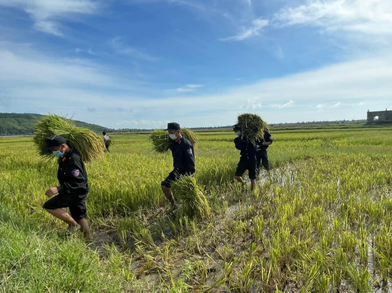 Ngay lúc này, đoàn viên thanh niên Đoàn cơ sở Phòng Cảnh sát cơ động đang khẩn trương hỗ trợ Nhân dân xã Kỳ Nam, thị xã Kỳ Anh thu hoạch lúa trước khi bão số 5 (bão Conson) đổ bộ.