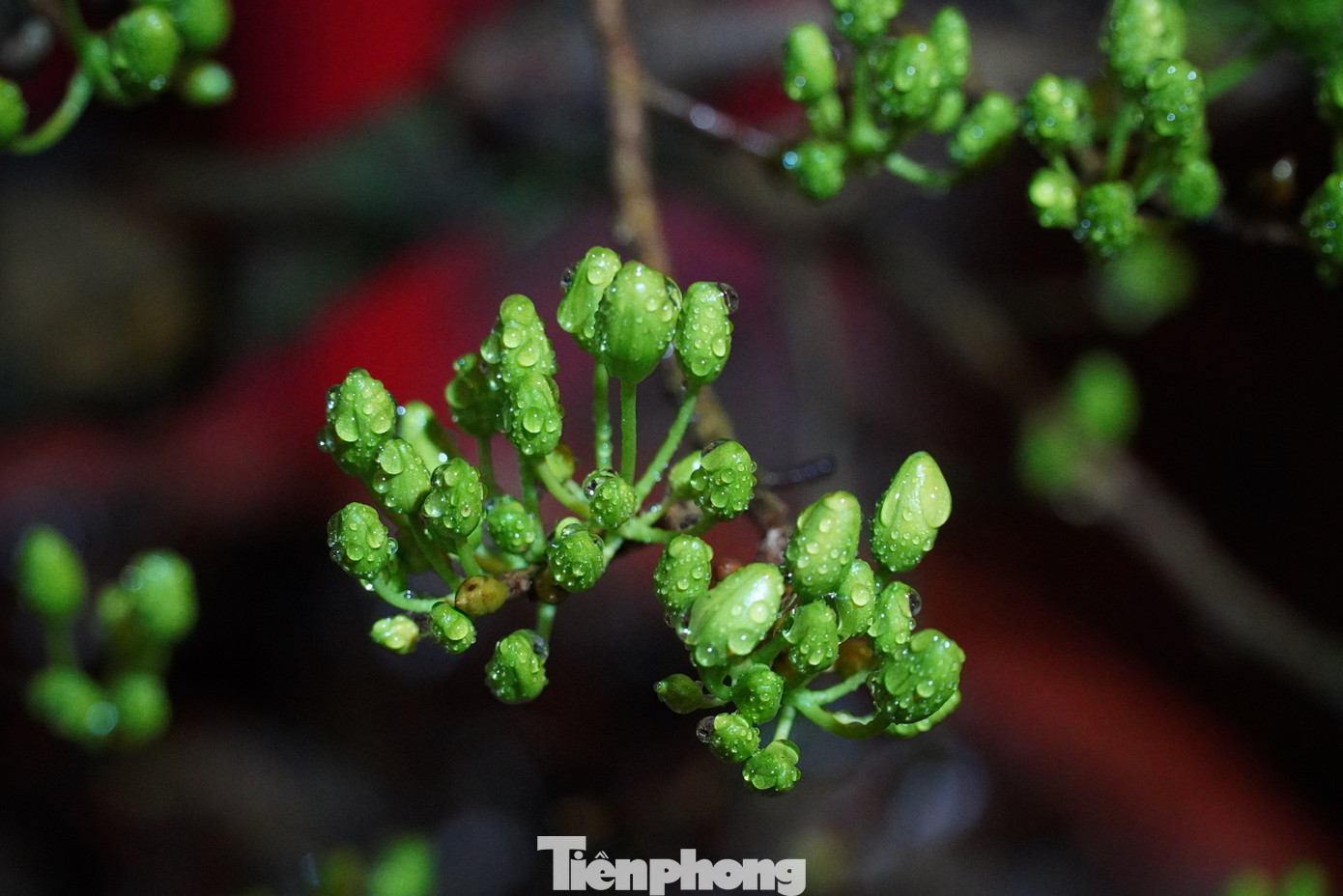 Theo nhiều tiểu thương, để có thể xuyên đêm canh đào quất, họ phải thay ca nhau khi người ngủ, người thức.