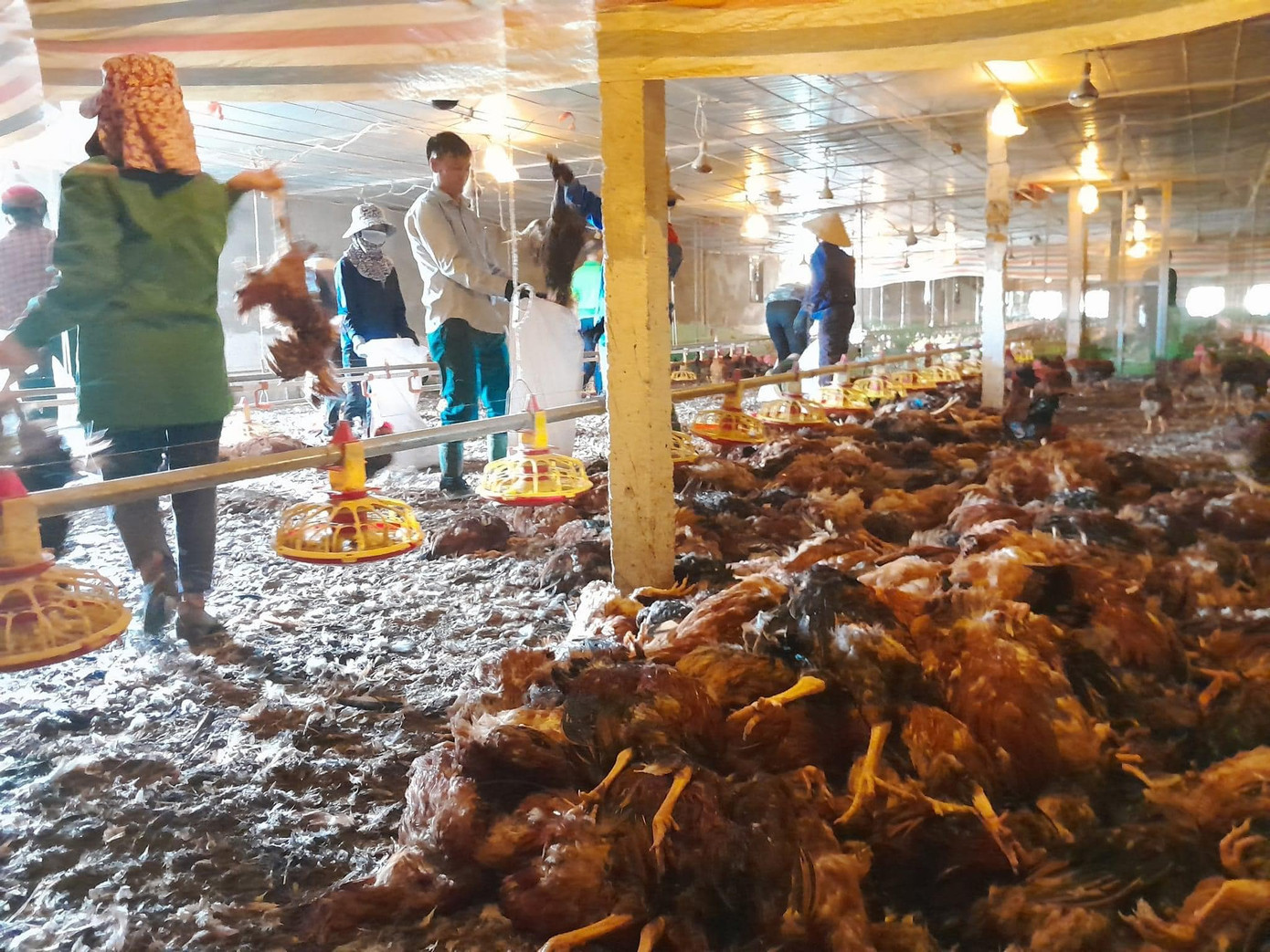 Gần 10.000 con gà trong trang trại chết do chập điện khiến quạt bị hỏng.