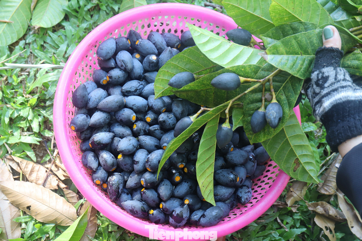 Hương Sơn là huyện có số lượng người trồng trám nhiều nhất tỉnh, tập trung ở các xã Sơn Phú, Sơn Lâm, Sơn Bằng, Sơn Ninh....