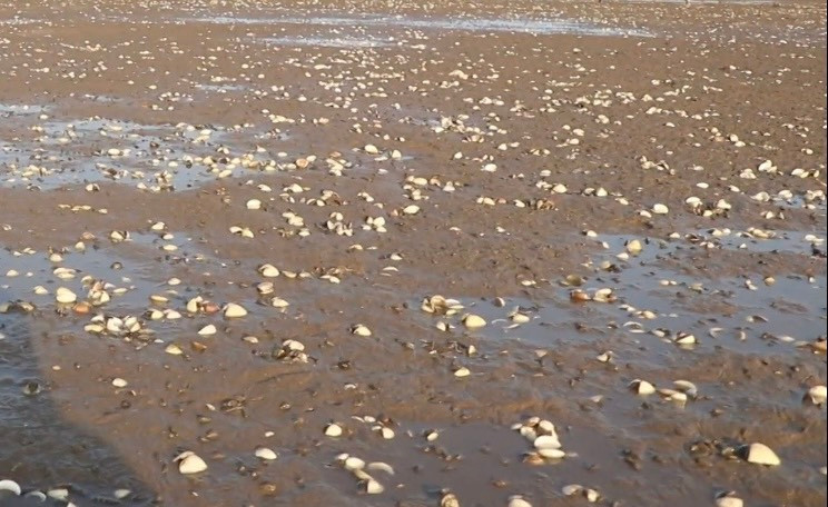 Ngành chức năng Hà Tĩnh đang lấy mẫu tìm nguyên nhân ngao chết hàng loạt.