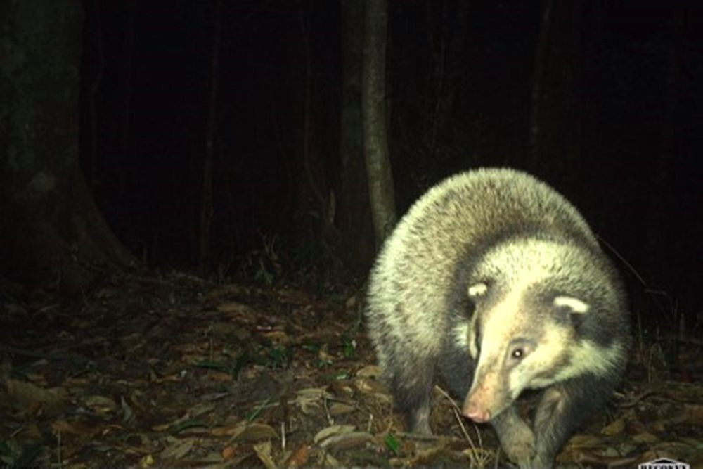 Lửng lợn lộ diện trong đêm. Lửng lợn lộ diện trong đêm.