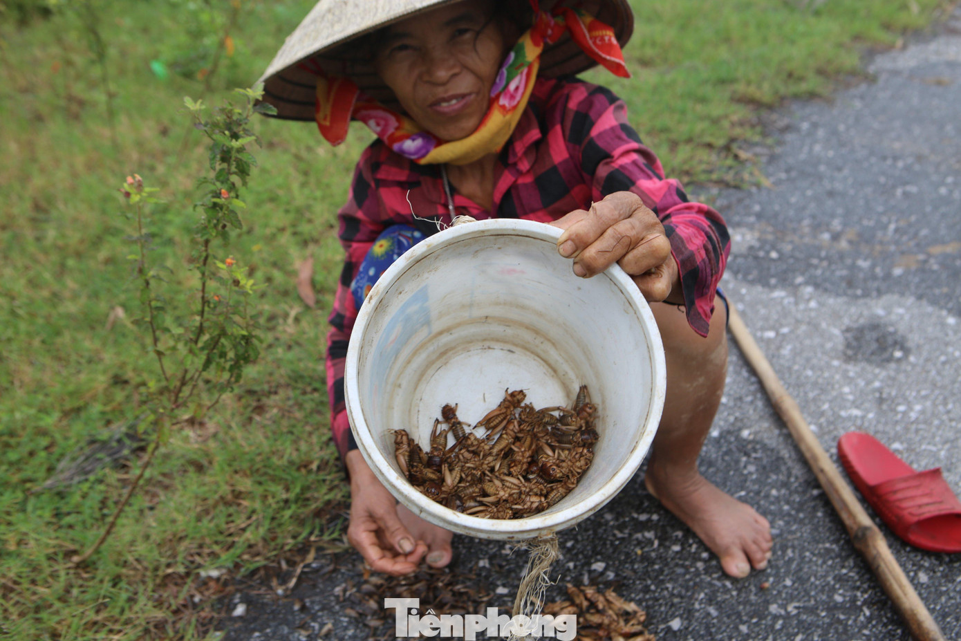 Bà Hiên cho biết, để bắt dế phải đi vào buổi sáng vì dễ đào và lúc này dế đang trong hang chưa đi kiếm ăn ở ngoài.