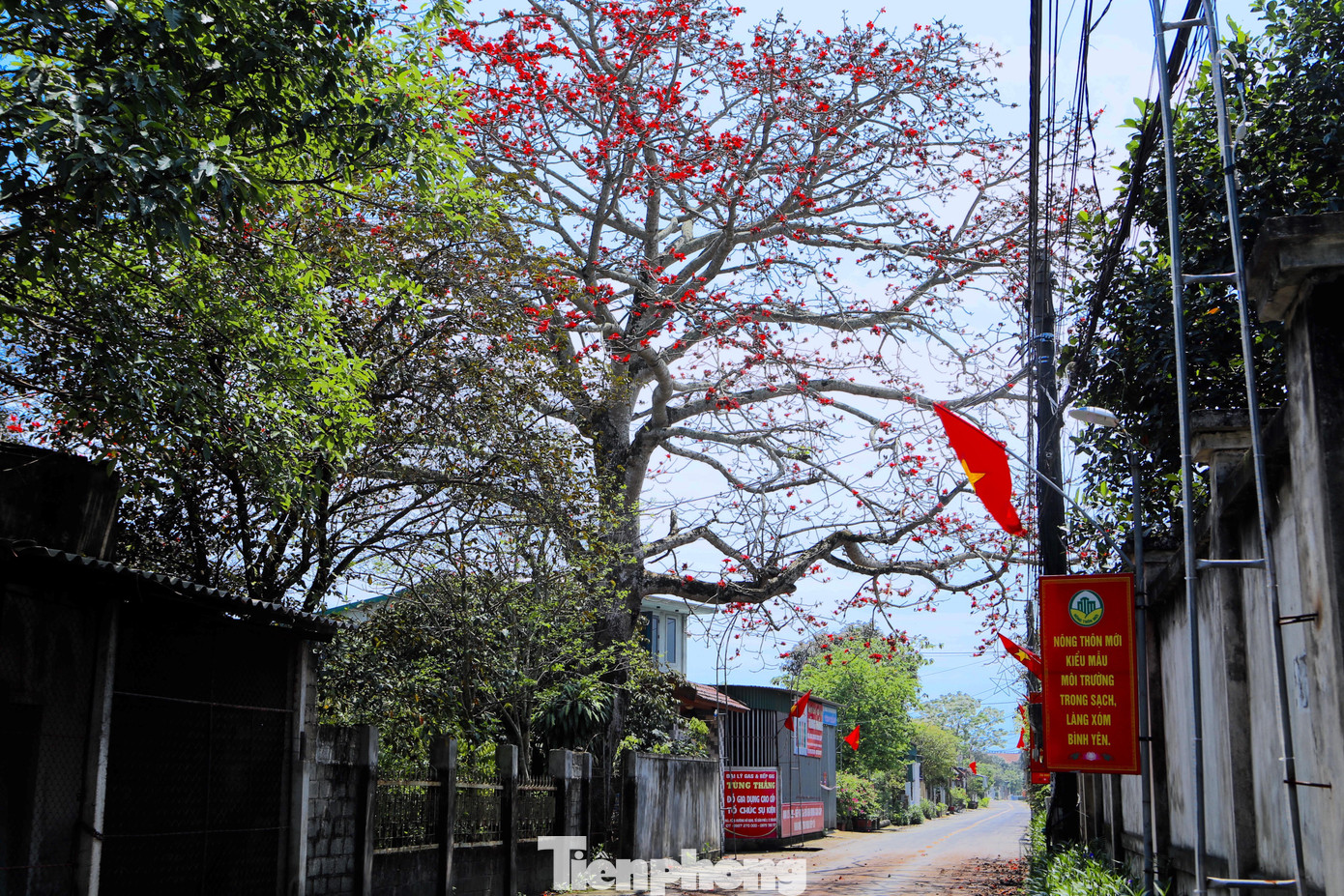 Cụ gạo trên 200 năm tuổi mọc trong khu vườn của gia đình ông Đặng Tất Thắng (SN 1955) và bà Nguyễn Thị Chỉnh (SN 1954) tại khối 2, thị trấn Tiên Điền, huyện Nghi Xuân (Hà Tĩnh). Ông Thắng cho biết, cây gạo có từ lâu đời, trải qua 6 đời người, ngày nhỏ sinh ra ông đã thấy gốc gạo cổ thụ sừng sững trong khu vườn.