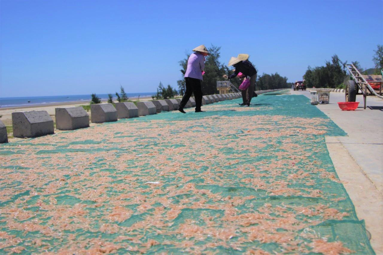 Ruốc được người dân phơi trên những tấm lưới trên đường đên ven biển ở xã Cương Gián.