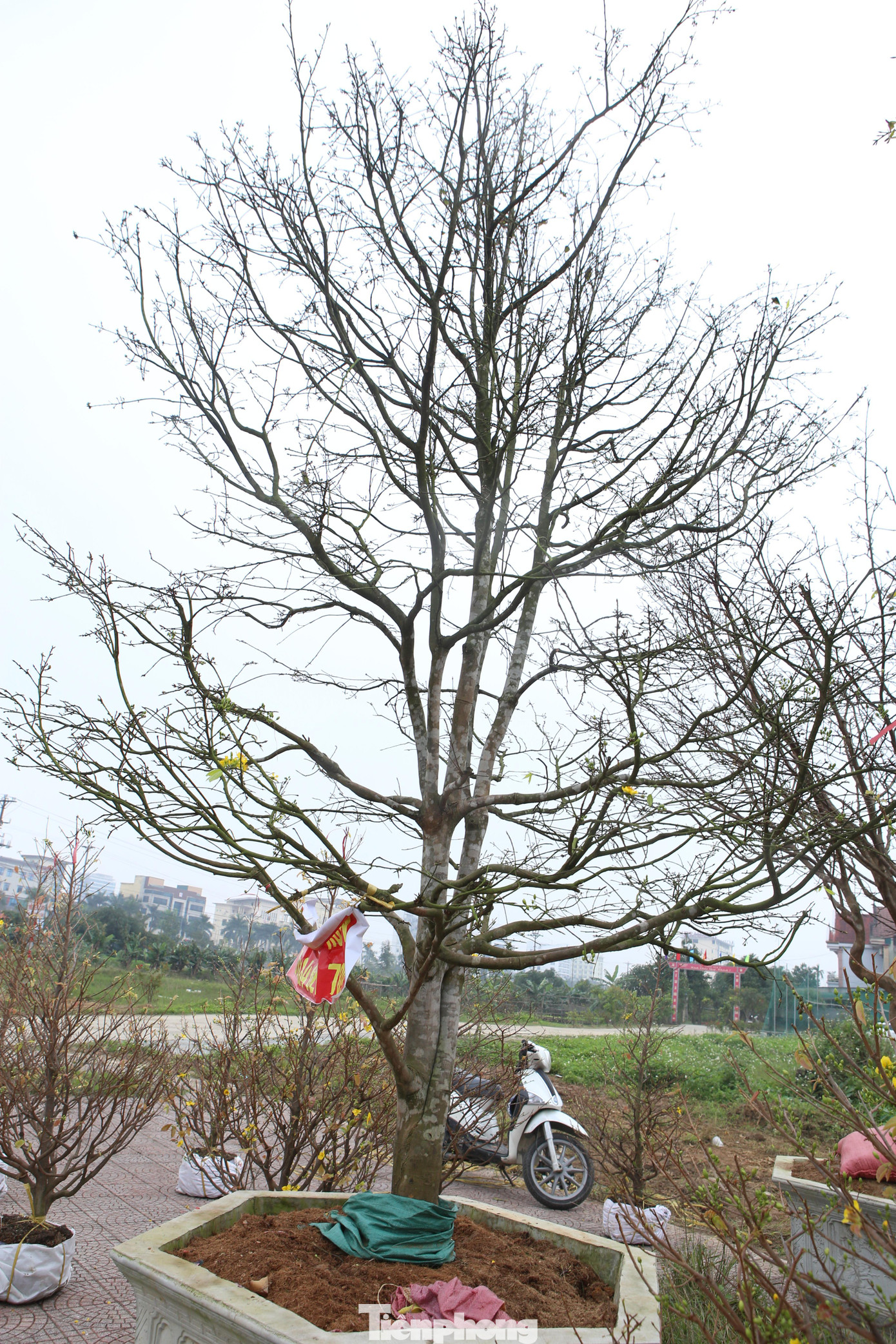 Anh Công cho biết, sở dĩ có mức giá khá “chát” vì tất cả những cây mai này đều là mai tự nhiên, hàng chục năm tuổi, chưa qua tạo thế.