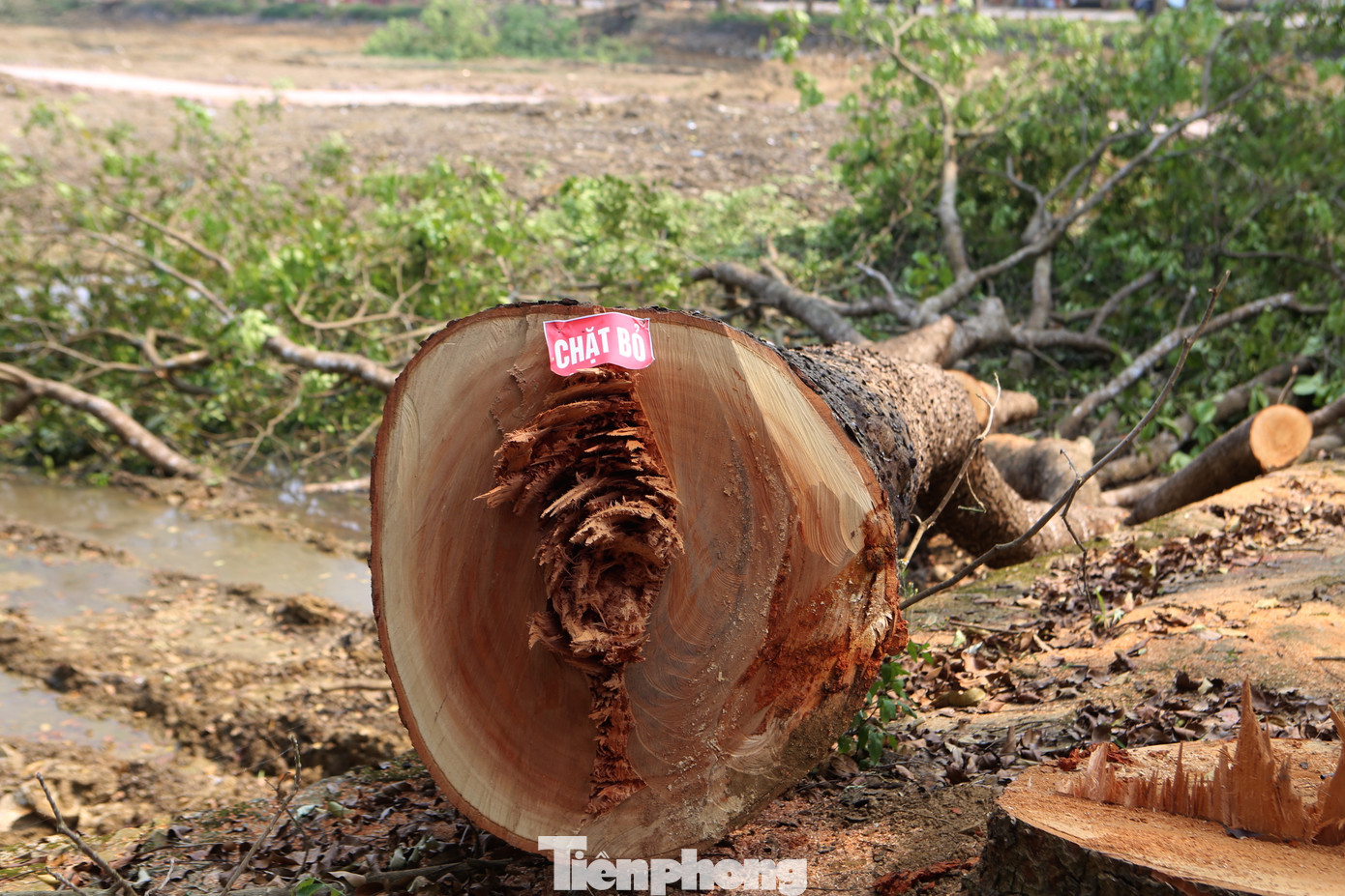 Theo ghi nhận của phóng viên Tiền Phong, những hàng cây xanh bị đốn hạ nằm tại khu vực xung quanh hồ Bình Sơn. Tại đây đã có hàng trăm gốc cây đã bị chặt bỏ, đổ ngã giữa vỉa hè.