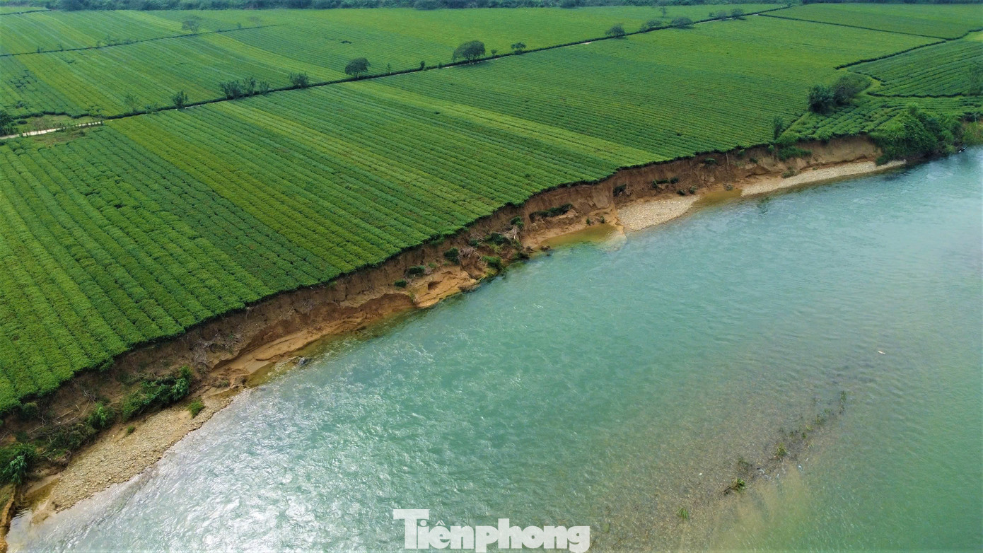 Ông Lê Hồng Phong - Phó Chủ tịch UBND xã Sơn Kim 2 (huyện Hương Sơn) cho biết, chỉ tính riêng sạt lở do mưa lũ trong đợt này đã khiến diện tích chè ở khu vực Đượng Dâu và Đượng Cựa thuộc thôn Tiền Phong bị sạt lở với chiều dài khoảng 600m, chiều rộng 4m, tương đương khoảng 2.400m2.