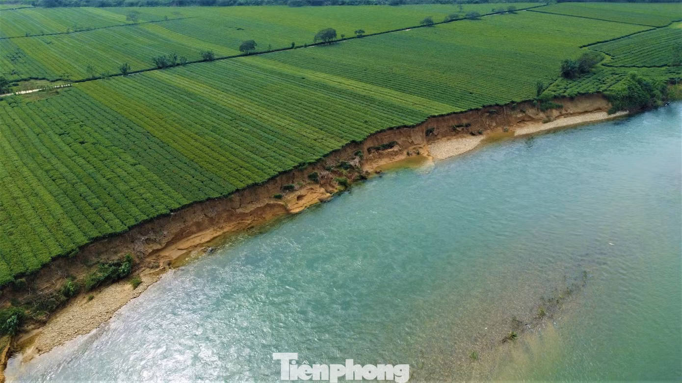 Ông Lê Hồng Phong - Phó Chủ tịch UBND xã Sơn Kim 2 (huyện Hương Sơn) cho biết, chỉ tính riêng sạt lở do mưa lũ trong đợt này đã khiến diện tích chè ở khu vực Đượng Dâu và Đượng Cựa thuộc thôn Tiền Phong bị sạt lở với chiều dài khoảng 600m, chiều rộng 4m, tương đương khoảng 2.400m2.