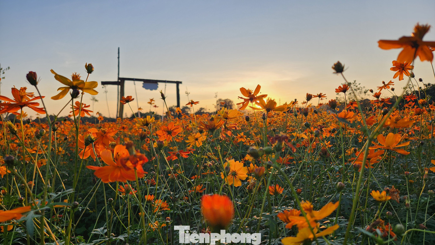 Màu hoa vàng rực làm khung cảnh trở nên thơ mộng.