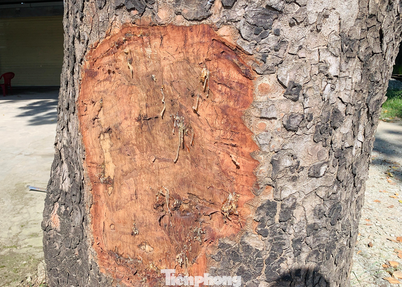 Qua ghi nhận, có ít nhất 3 gốc cây bị đẽo vỏ thân, để lại hình ảnh nham nhở… Những vết mủ chảy từ thân cây nơi vị trí đẽo vỏ.