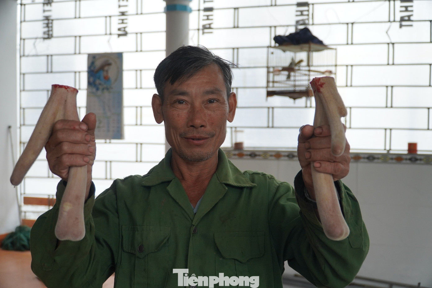 "Muốn nuôi hươu lấy nhung hiệu quả phải đảm bảo con giống và quá trình chăm sóc nguồn thức ăn đa dạng. Thường ngày chỉ cho ăn các loại cỏ, lá mít, ngô, lá chuối, còn khi hươu bắt đầu lên lộc cho ăn bổ sung ngô non, gạo nếp, quả mít...", ông Tuấn nói.