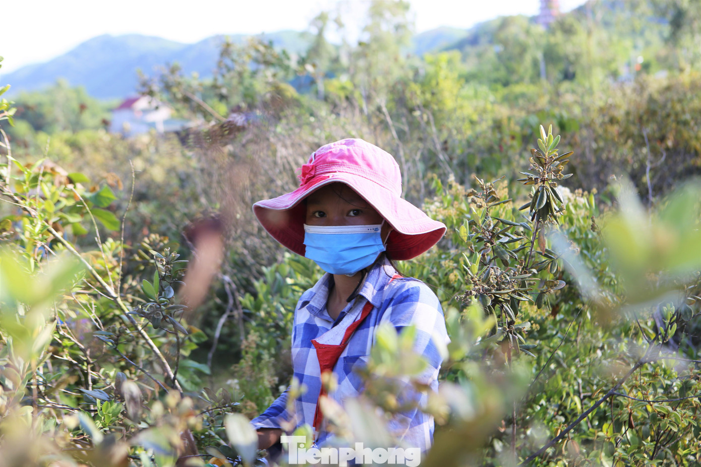 Hai tuần nay em Nguyễn Thị Khánh Ly (10 tuổi, trú xã Đồng Lộc, huyện Can Lộc) cùng mẹ lên đồi hái sim kiếm thêm thu nhập trong dịp nghỉ hè. Một ngày hai mẹ con hái được khoảng 5-8kg/ngày. Sau khi hái xong sẽ bán cho các tiểu thương với giá từ 17-25 ngàn đồng/kg tùy theo ngày.