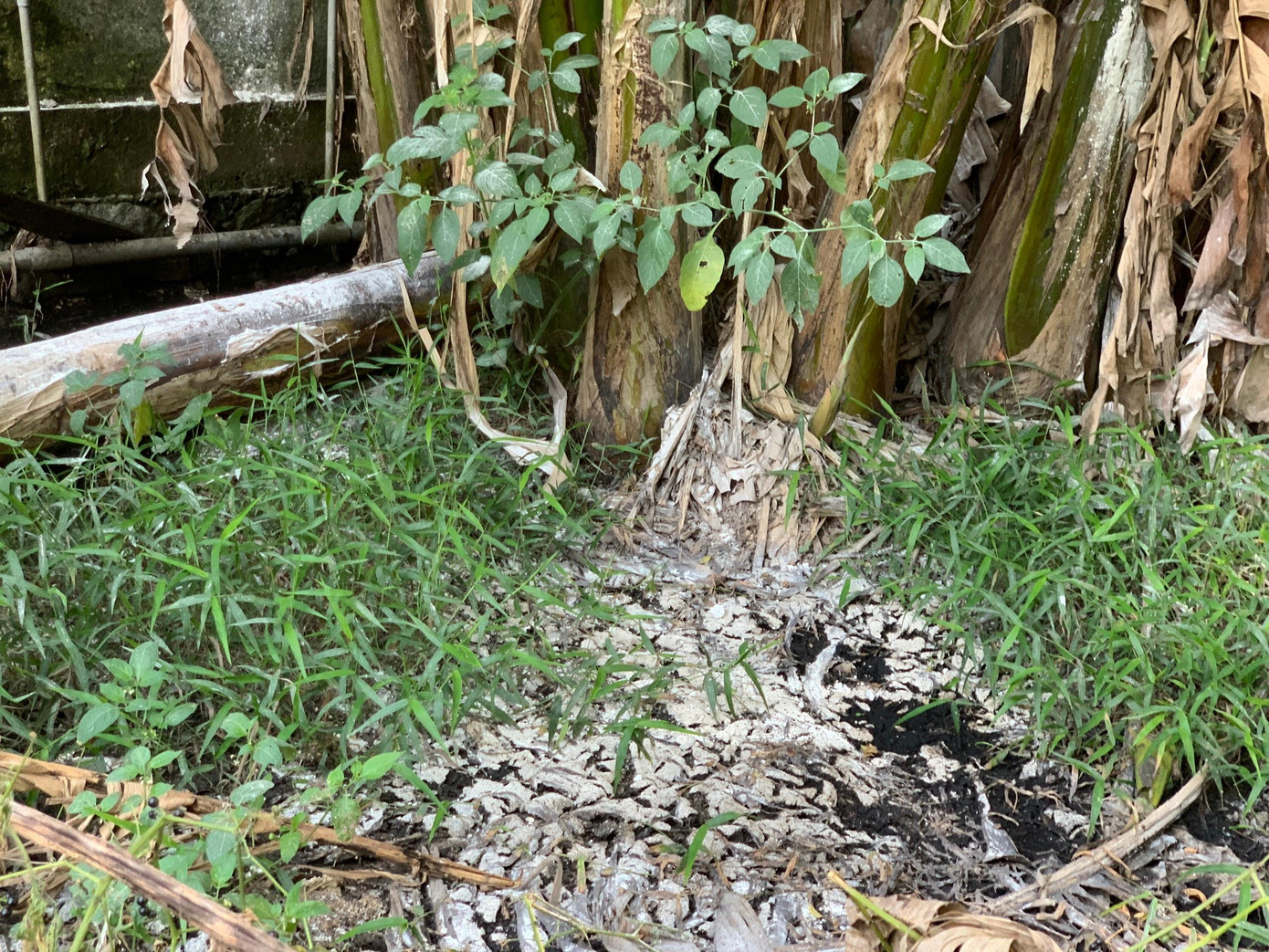 Chất thải tràn ra môi trường nhưng ông Trần Kim Nhật cho rằng không phải vì đang trong đất của trang trại.