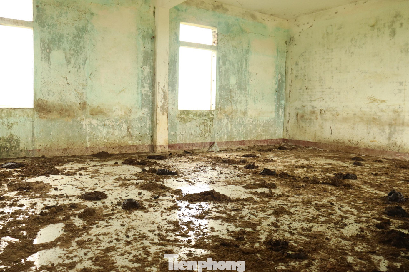 Phân gia súc chất thành từng lớp trên mặt sàn các phòng học.