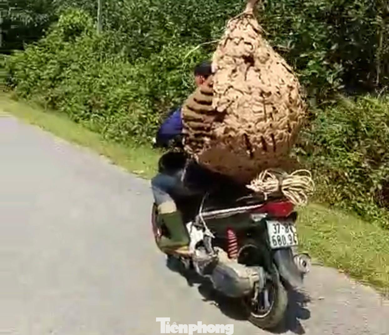 Anh Dũng vận chuyển tổ ong về nhà bằng xe máy. Anh Dũng vận chuyển tổ ong về nhà bằng xe máy.