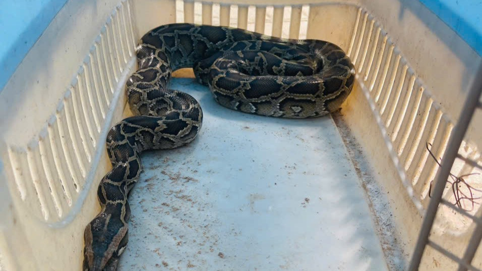 Cá thể trăn gấm dài 1,5m. Cá thể trăn gấm dài 1,5m.